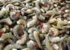 Louisiana Shrimp Jahreszeit Öffnet Amid Ölkatastrophe Gesundheitlichen Bedenken | buildaroo.com